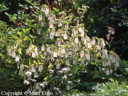 Campanula tachasamense, temppelikello